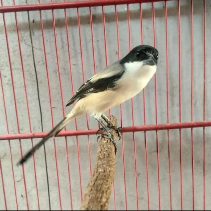 Terlaris Burung Pentet Madura Blangkon