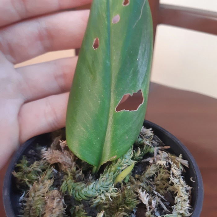 HOT SALE SCINDAPSUS MOONLIGHT VARIGATA MINT ( UDAH TUNAS ) TERMURAH