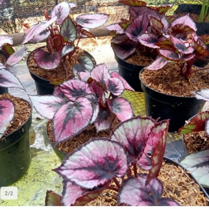 HOT SALE MERIAH BEGONIA REX UNGU TANAMAN HIAS TERBARU