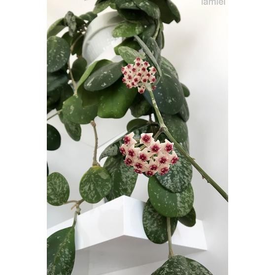 PROMO TANAMAN HIAS HOYA OBOVATA SPLASH TERLARIS