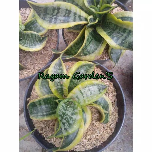 Bestseller Ragam'S: Sensivera Twister Tsunami