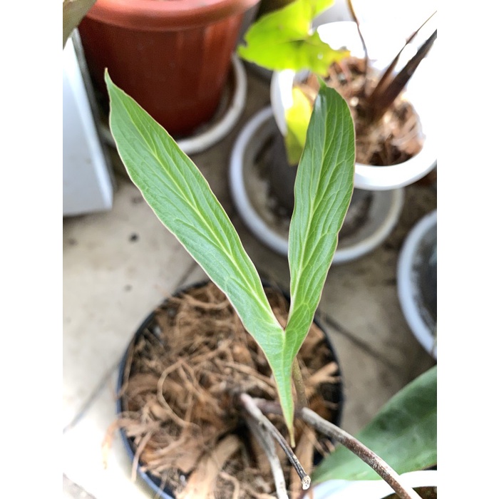 MUST HAVE CYRTOSPERMA HAMBALII PAPUA TANAMAN SESUAI FOTO TERLARIS