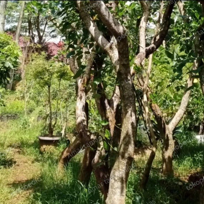 FLASH SALE TANAMAN POHON DADAP MERAH TERLARIS