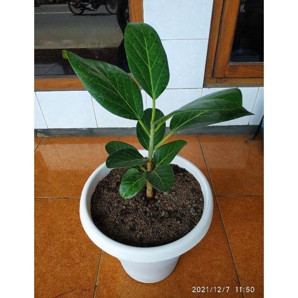 HOT SALE FICUS AUDREY , FICUS BENGHALENSIS AUDREY, BERINGIN INDIA, TANAMAN TERLARIS