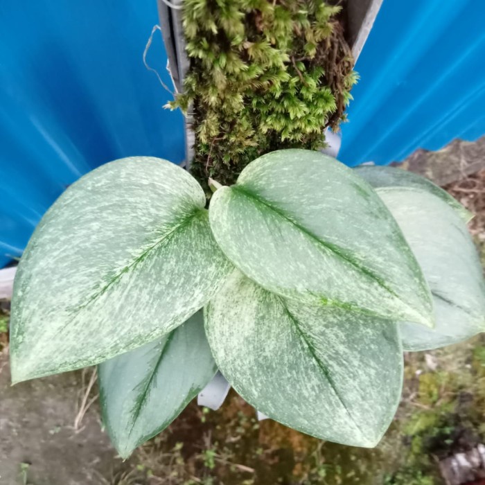 HOT SALE SCINDAPSUS MOONLIGHT VARIGATA MINT TERMURAH