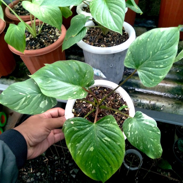 DISKON SPESIAL HOMALOMENA STARDUST VARIEGATA THAI CONSTELLATION HOMATHAI TERBARU