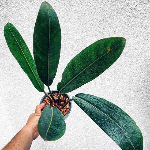 MUST HAVE!! TANAMAN HIAS TROPICAL - PHILODENDRON CALLOSUM (HOUSEPLANTS) TERMURAH