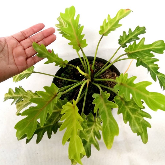 MUST HAVE TANAMAN HIAS TROPICAL - PHILODENDRON XANADU GOLDEN TERBARU