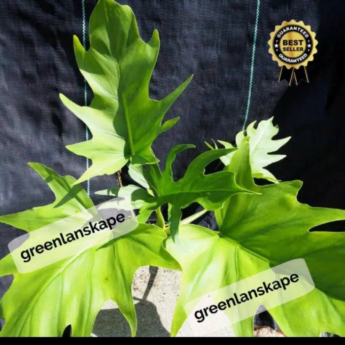HOT SALE!!! PHILODENDRON WARSCEWICZII AUREA FLAVUM - PHILODENDRON GOLDEN FINGER TERMURAH
