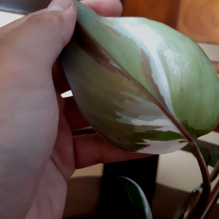 HOT SALE PHILODENDRON PAKETAN ( WHITE KNIGHT TRICOLOR. JANBOL VAR MINT ) TERBARU