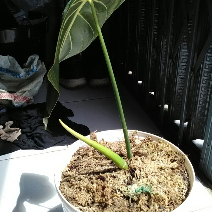 DISKON SPESIAL PHILODENDRON MELANOCHRYSUM DAUN BESAR JUMBO MEWAH TERBARU