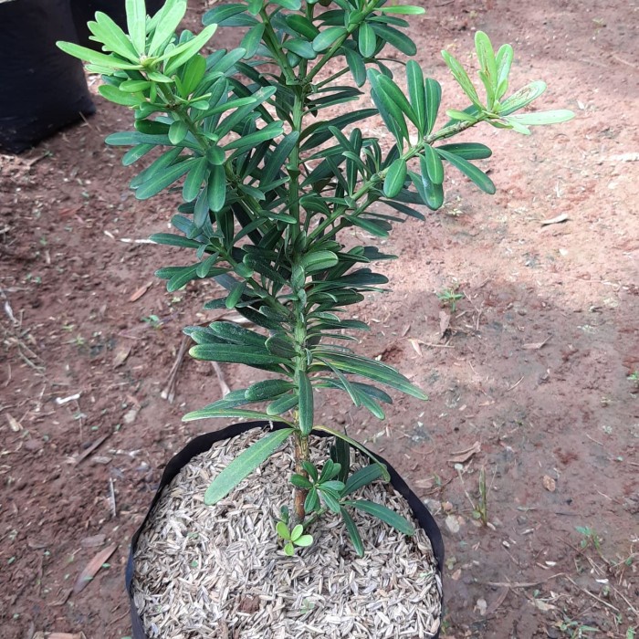 PROMO PROMO PAKET MURAH 3 BAHAN BONSAI LOHANSUNG CINCUAN TINGGI 20-30CM TERBARU