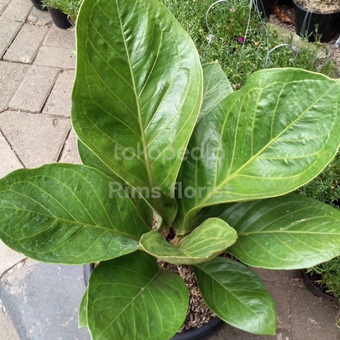 MUST HAVE TANAMAN HIAS ANTHURIUM JEMANI KOL/ANTHURIUM JEMANI TERMURAH