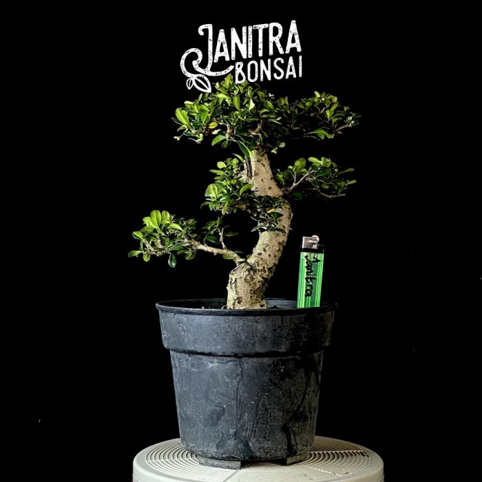 PROMO!!! VIRAL BONSAI HOKIANTEA BATANG BESAR JADI SIAP PAJANG TERLARIS