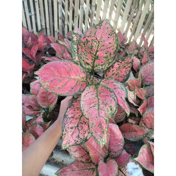 PROMO AGLONEMA DUD ANJAMANI REMAJA (5-6) DAUN TERLARIS