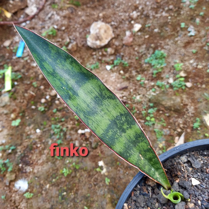 PROMO ES. 21779. SANSEVIERIA. SP. KITONGA GORGE, TANZANIA. TERLARIS