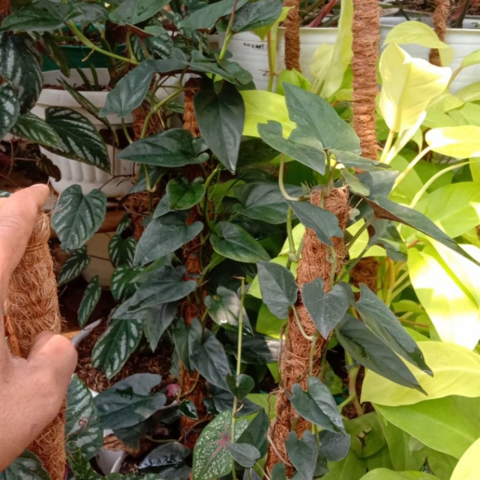 HOT SALE TANAMAN HIAS SINGONIUM RED ARROW SINGONIUM BLACK RIMBUN DENGAN TURUS TERBARU