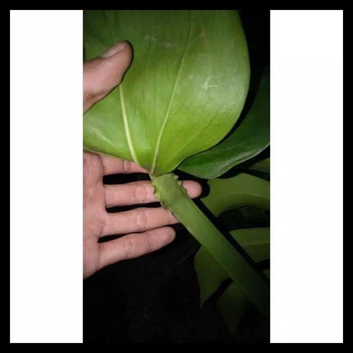 MUST HAVE BARANG TERBARU /// STOCK BARU MONSTERA KING DELICIOSA GAINT ASLI VIRAL TERMURAH