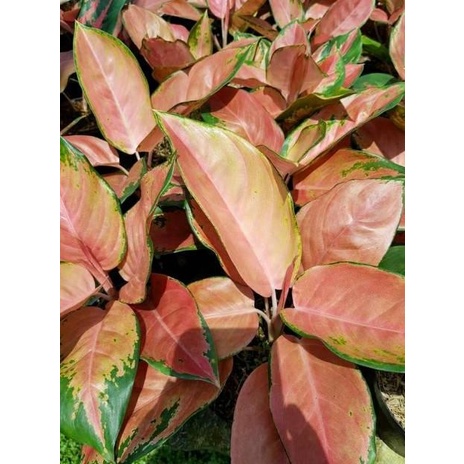 PROMO!!! TANAMAN HIAS AGLONEMA KOCIN TEMBAGA - AGLONEMA KOCIN TEMBAGA TERMURAH