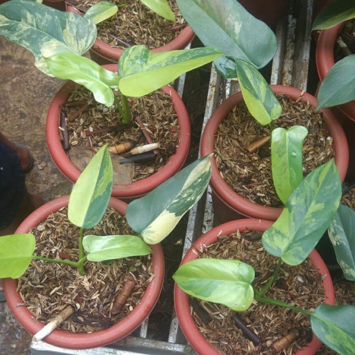 MUST HAVE TANAMAN HIAS PHILODENDRON BIPENNIFOLIUM / VIOLIN VARIEGATA TERBARU