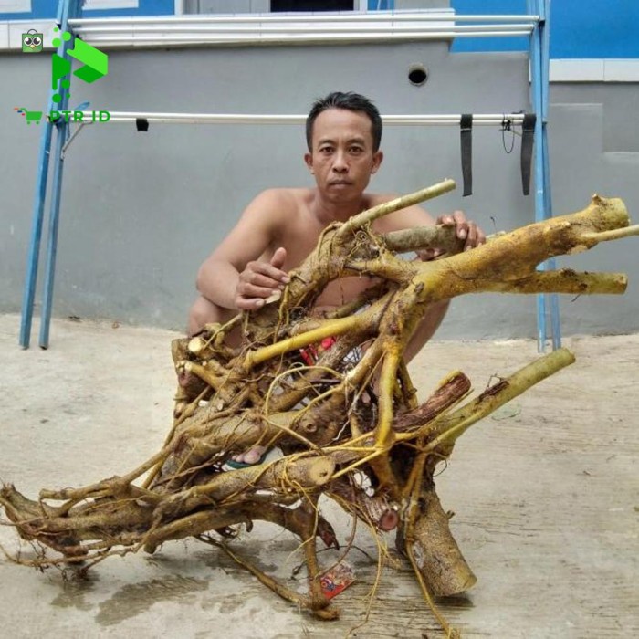 FLASH SALE PTR BAHAN BONSAI AMPELAS PUTIH DONGKELAN MURAH TERBARU