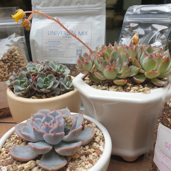 Terlaris Tfj Soil Mix - 1,5 L 1500 Ml 1 Kg Media Tanam Kaktus Sukulen Lithops