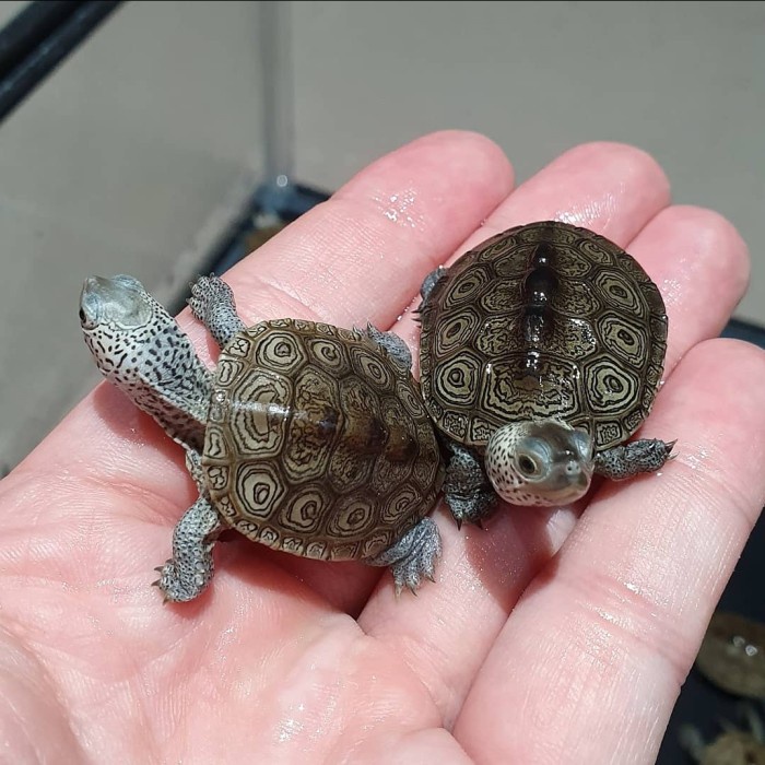 Best Seller Dbt Centrata / Diamondback Terrapin Centrata