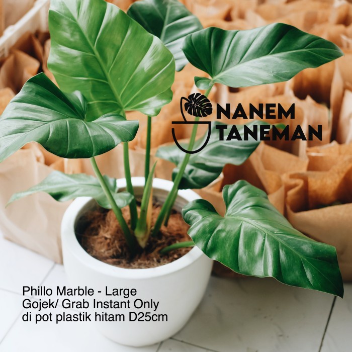 FLASH SALE PHILLO MARBLE - SIZE LARGE DI POT PLASTIK HITAM 25-30CM TERBARU