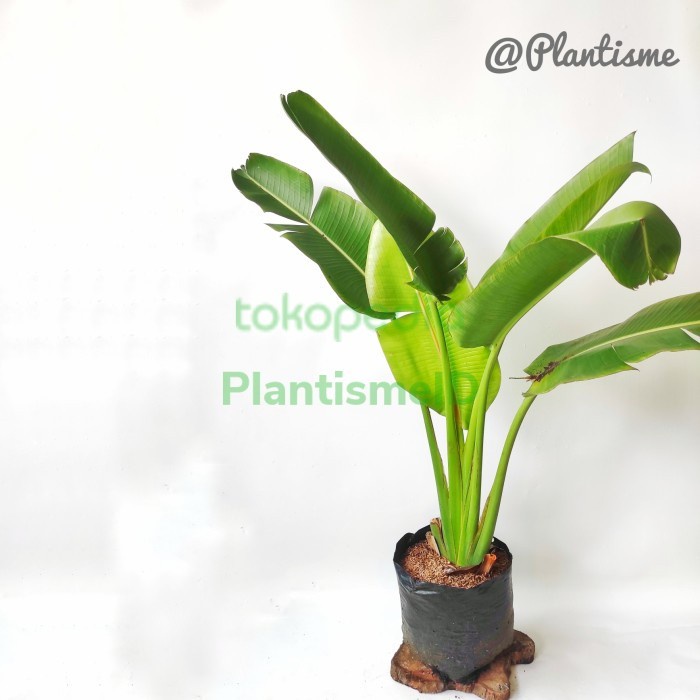 MUST HAVE TANAMAN HIAS - RAVENALA MADAGASCARIENSIS TRAVELERS PALM TREE TERMURAH
