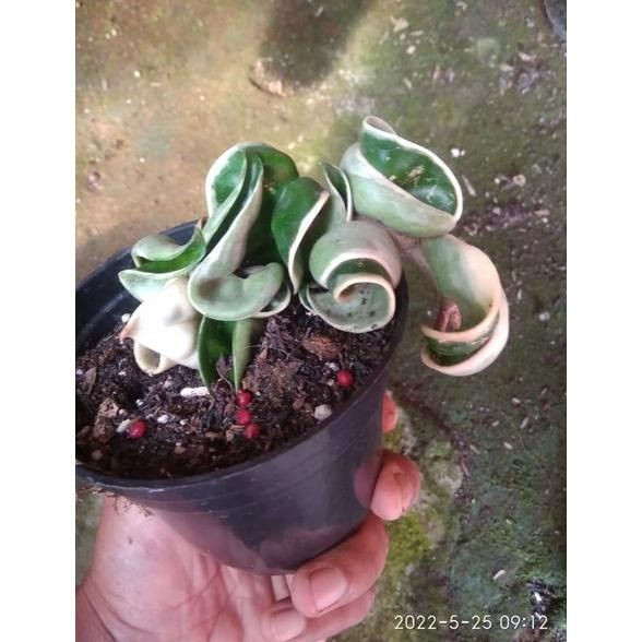 HOT SALE TERLARIS HOYA COMPACTA VARIEGATA MURAH TERMURAH