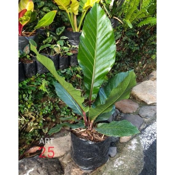 FLASH SALE DISKON ANTHURIUM HOOKERI SUPER RED ANTURIUM HOKERI BATANG MERAH BIG TERLARIS