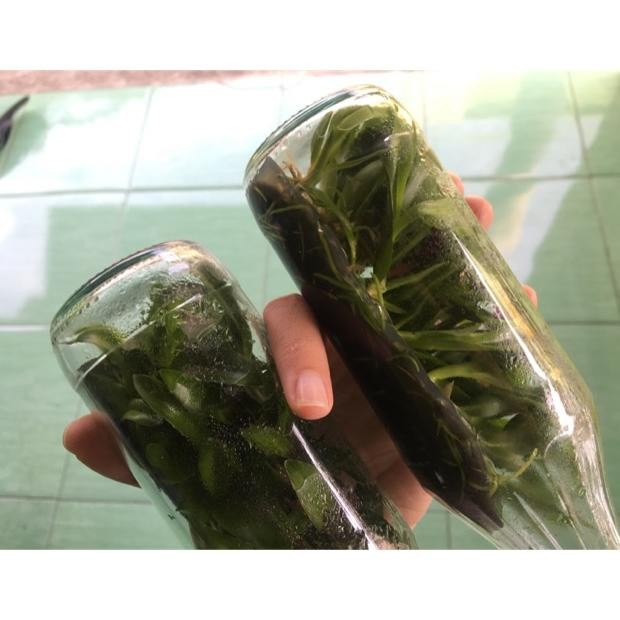 FLASH SALE PROMO [READY STOCK] BOTOLAN ANGGREK BULAN TAIWAN/DENDROBIUM MELINTIR TERMURAH
