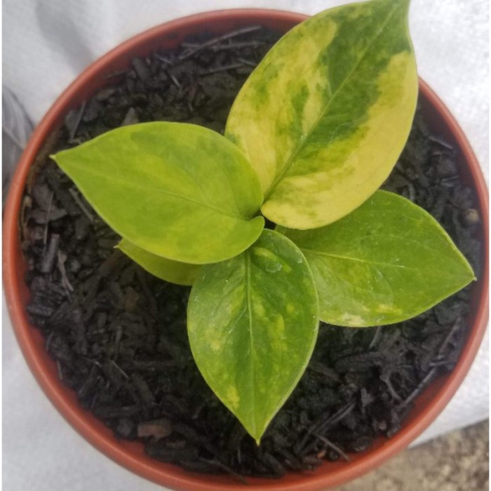 DISKON SPESIAL MEDIA TANAM KLENTENG OVEN 7 LITER / MEDIA TANAM AGLONEMA / MEDIA TANAM TERLARIS