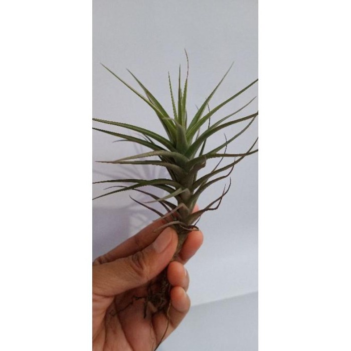 FLASH SALE TERLARIS TILLANDSIA BERGERI TANAMAN UDARA AIRPLANT MURAH TERMURAH
