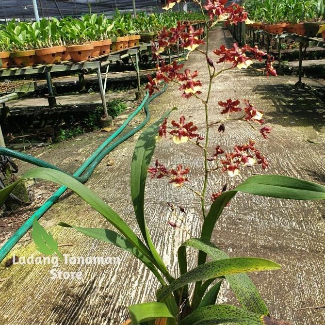 FLASH SALE DISKON ANGGREK ONCIDIUM WANGI MURAH TERLARIS