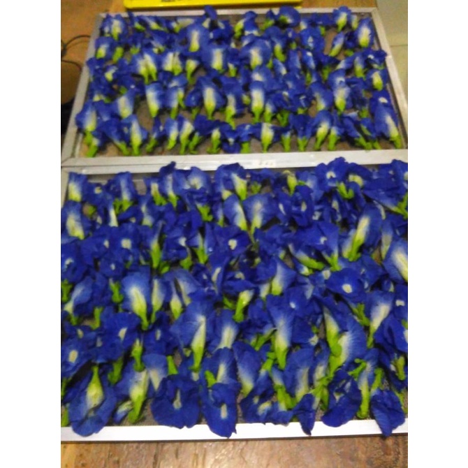 

Martani Bunga Telang Kering/Butterfly Pie/Pigeon Wings/Blue Pie Vine