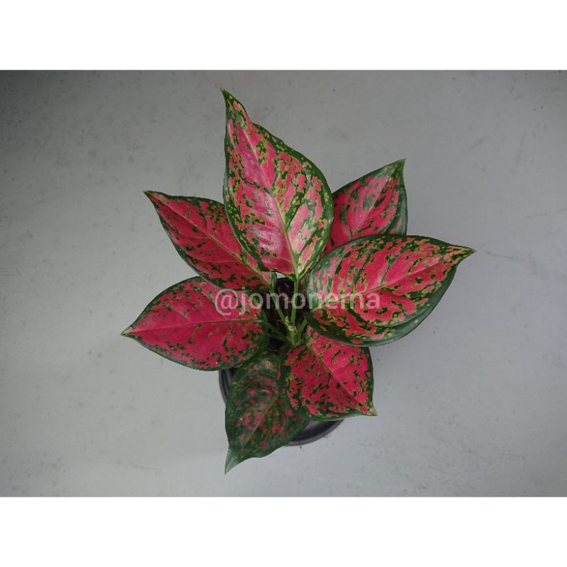 Agl. Dud/Red Anjamani