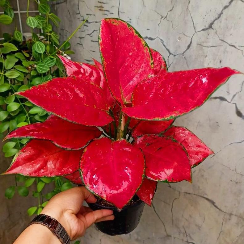 TOP SALE AGLONEMA RED ANJAMANI TANAMAN HIAS BUNGA AGLAONEMA MURAH MERAH BUKAN BONGGOL BIBIT - TANAMAN HIAS HIDUP - BUNGA HIDUP - BUNGA AGLONEMA - AGLAONEMA MERAH - AGLONEMA MERAH - AGLONEMA MURAH - AGLAONEMA MURAH