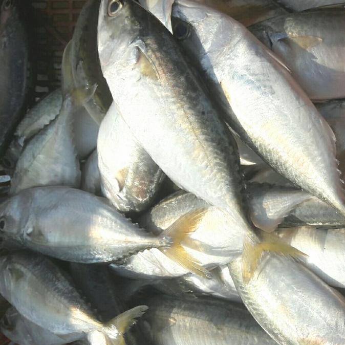 

ikan kembung segar 1 kg