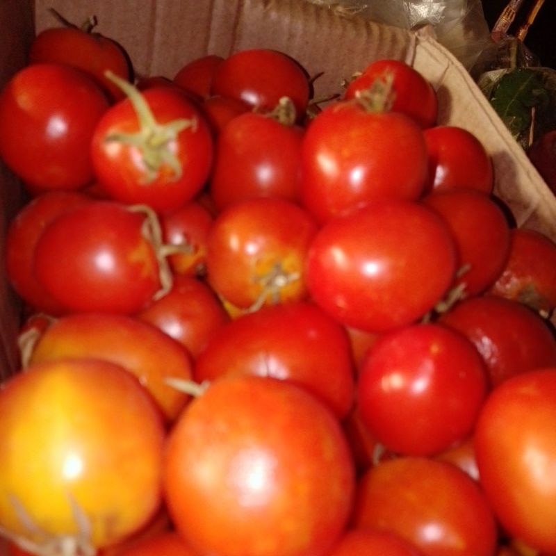 

Tomat Segar metik kebun sendiri