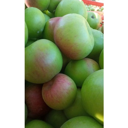 

FSFW9503㊊ [PROMO]Apel malang fress 1kg ㊐