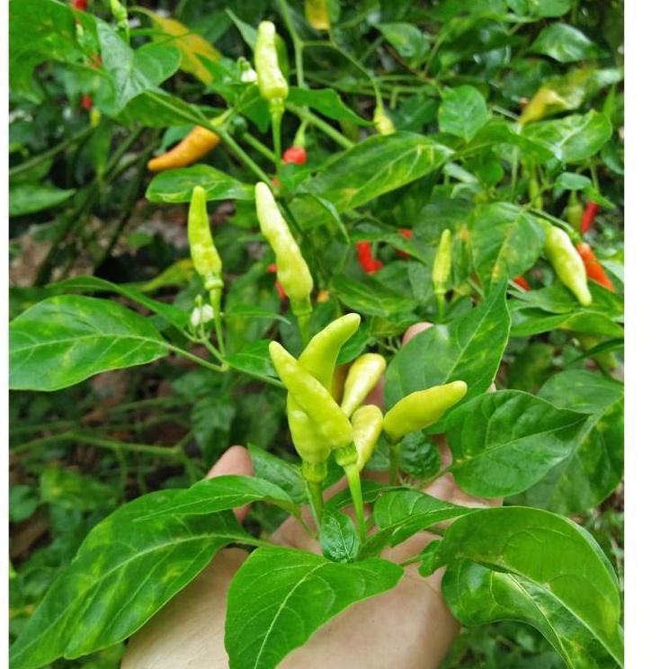 na Pohon cabe rawit setan, Pohon Cabe Rawit, Tanaman Cabe Rawit ✢ ❆ _