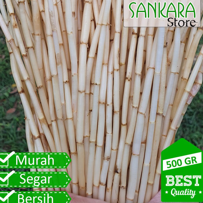 

Seller Akar Alang Alang SEGAR 500 gr