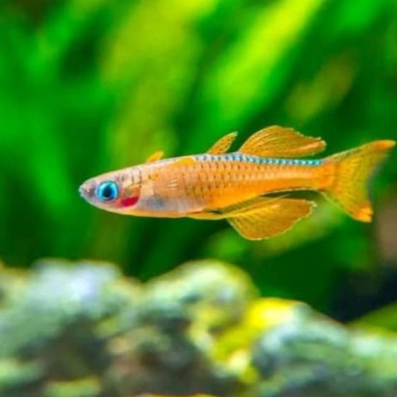 ╚ LXX 7912 Pseudomugil Paskai hiasan aquascape aquarium ikan hias 12.12 MALL ༆