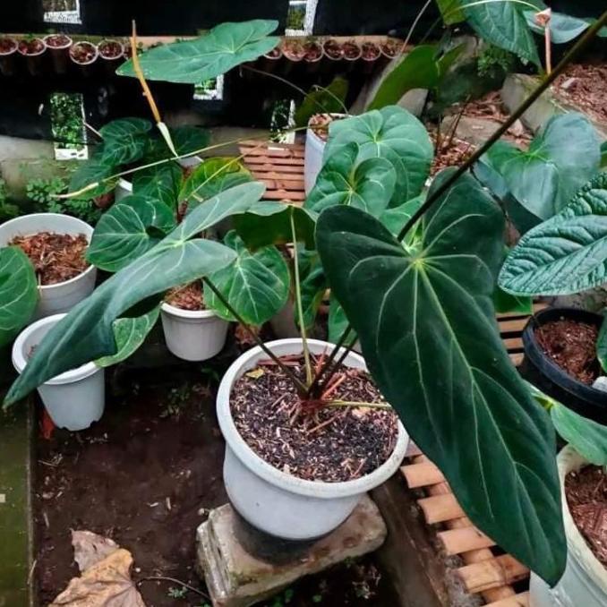 BARU  new anthurium papillilaminum dark mama