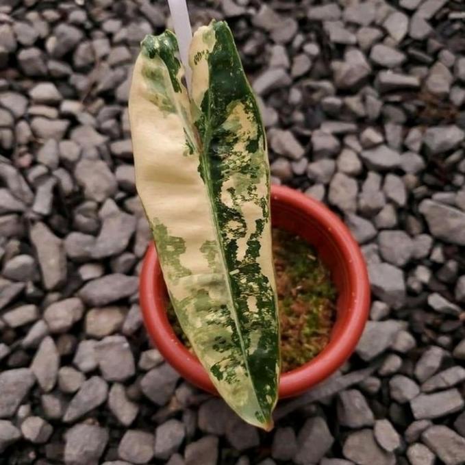 BARU  Tanaman hias Billietiae Variegata. 1 daun