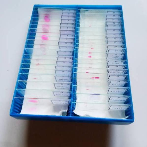 

Preparat Sel Hewan Kering Awetan Zoologi Mikroskop