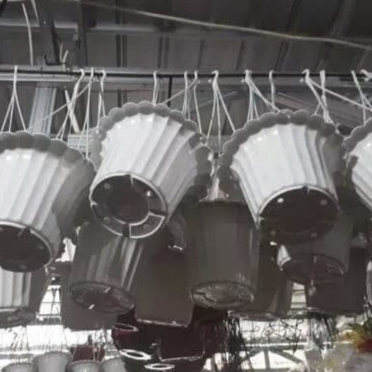 pot gantung mawar putih - hijau