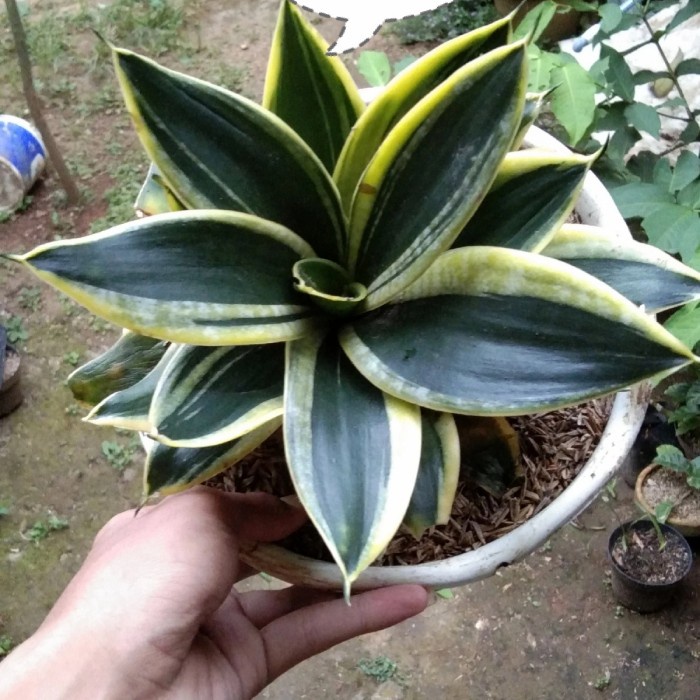 tanaman hias sansivera mini golden - tanaman sansivera mini