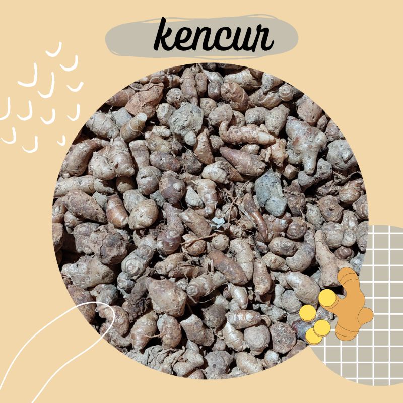 

Kencur ½ kg